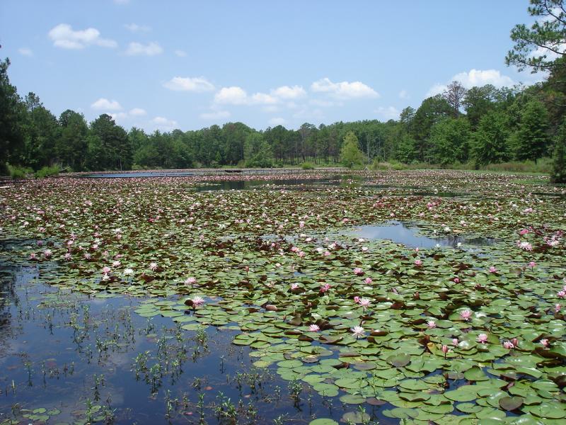 Fragrant Water Lily Outdoor Alabama